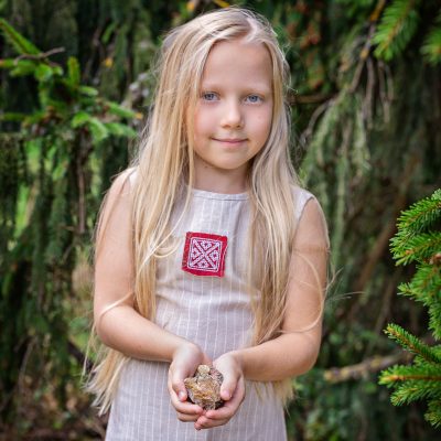 picea abies