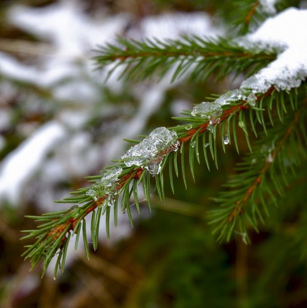 picea abies